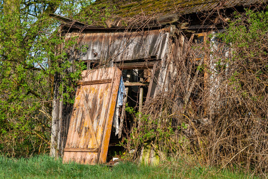 Old dilapidated wooden shed or outbuilding in a rural setting, overgrown with vines and shrubs, abandoned rustic architecture with peeling paint, sunny spring day, country landscape stock photo.