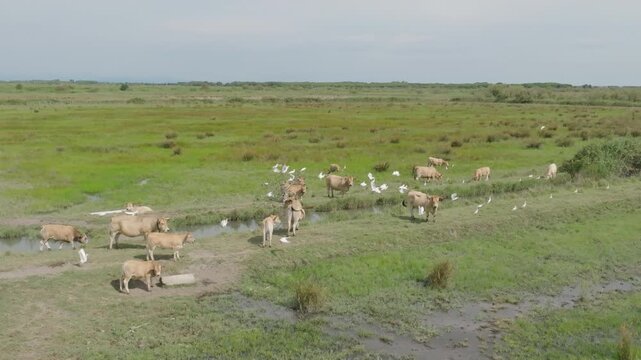 Aerial view of Camargue wetland with large herd of light-colored cattle grazing near small water channel surrounded by green marshland and white egrets under bright sky