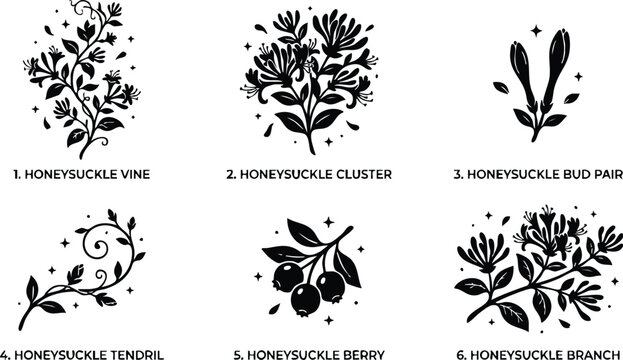 Black and white honeysuckle vine cluster bud berries and branch vector art