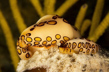 Flamingo tongue snail family © Maydel