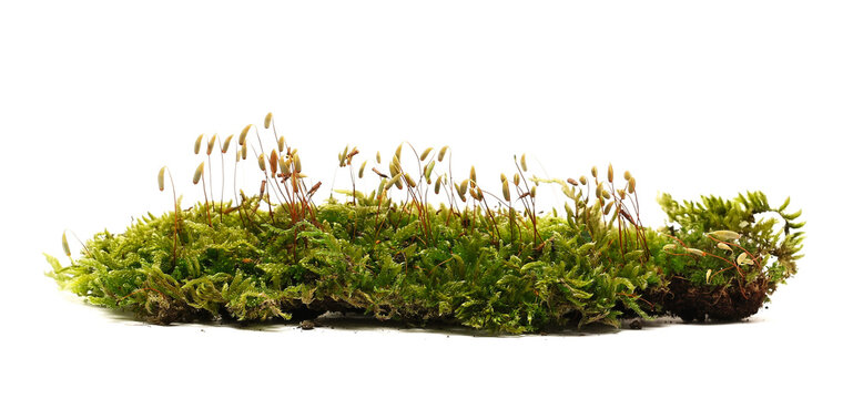 Green moss isolated on white background