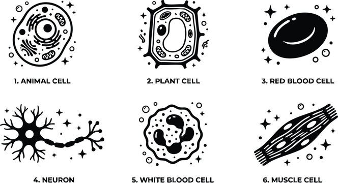 Animal plant and blood cells neuron and muscle cells