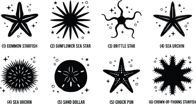 Black and white sea creature icons including starfish sea urchin sand dollar and brittle star vector art