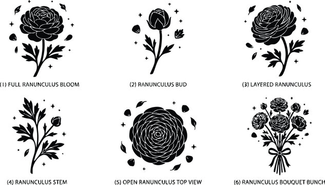 Black and white ranunculus flower bloom stem bouquet vector art set