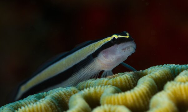 Goby on a brain coral