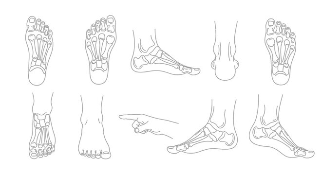 Anatomical study of human feet and hand detailed line drawing silhouette