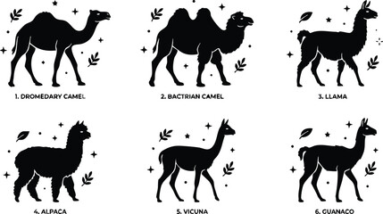 Fototapeta premium Black and white silhouettes of dromedary camel bactrian camel llama alpaca vicuna and guanaco vector art