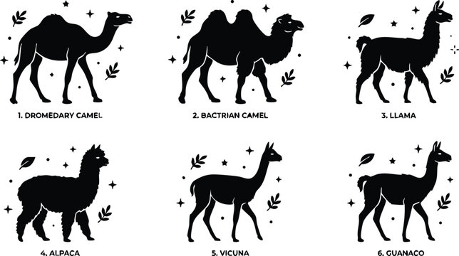 Black and white silhouettes of dromedary camel bactrian camel llama alpaca vicuna and guanaco vector art