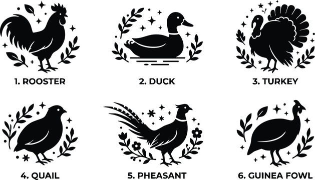 Rooster duck turkey quail pheasant and guinea fowl birds