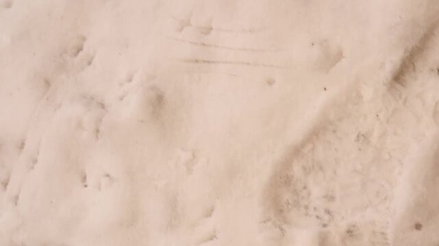 Bird footprints in fresh snow with visible wing drag marks as it takes flight. This dynamic winter wildlife scene highlights motion, survival, and nature behavior&mdash;ideal for documentaries, education, a