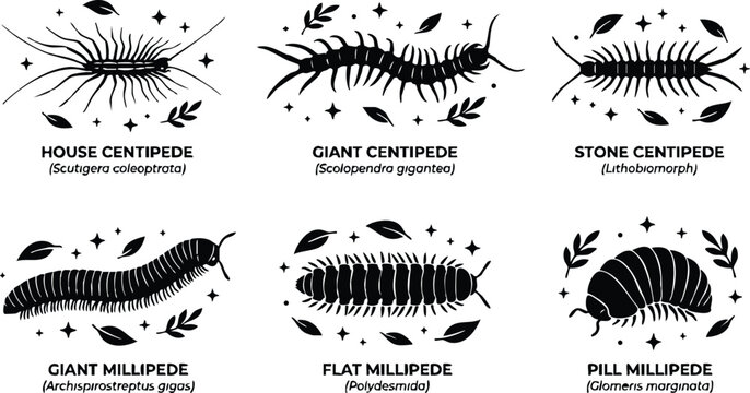 Black and white flat millipede and centipede species with botanical leaves vector art