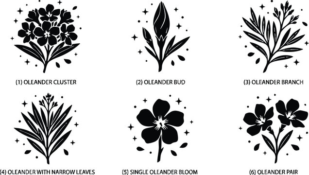 Black and white oleander flower cluster bud branch and bloom vector art