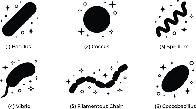 Black and white bacterial shapes bacillus coccus spirillum vibrio filamentous chain coccobacillus vector art