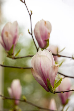 Magnolia flower bud opening with delicate pink and white petals in spring close up, Germany, Augsburg, Textilviertel, 16 April 2026