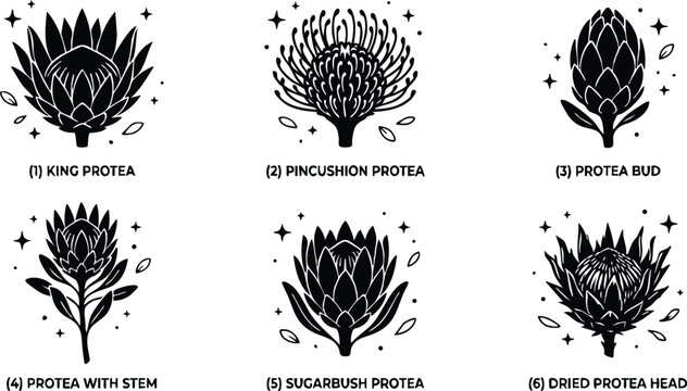 Six protea flower varieties with text labels
