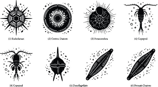 Radiolarian centric diatom foraminifera copepod dinoflagellate and pennate diatom illustrations
