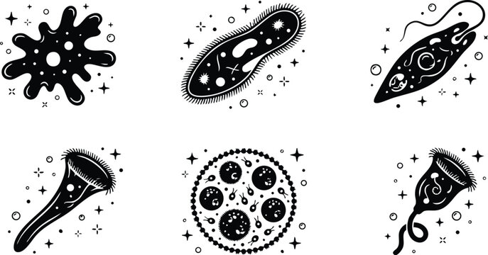 Assorted microscopic protozoa and single celled organisms