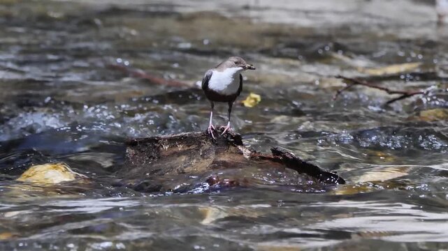 White-throated dipper female bird with insects in her beak (Cinclus cinclus). European dipper Bird