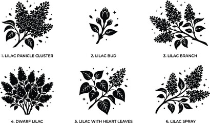 Fototapeta premium Black and white silhouette lilac cluster bud branch spray and dwarf lilac vector art