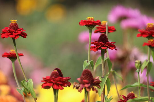 Red Common Zinnia (Zinnia elegans) flowers with prominent conical disk florets in a vibrant garden under bright daylight