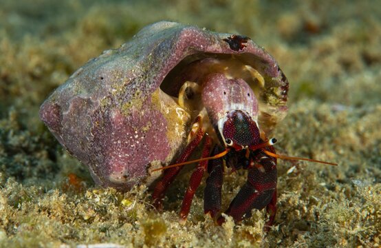 Hermit crab emerging from its shell