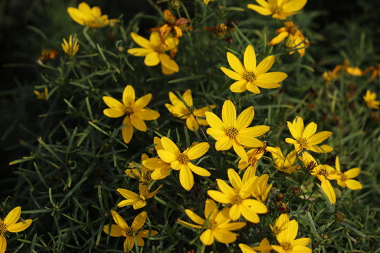 Yellow Whorled tickseed (Coreopsis verticillata) flowers blooming among fine thread-like green foliage in a sunny garden bed