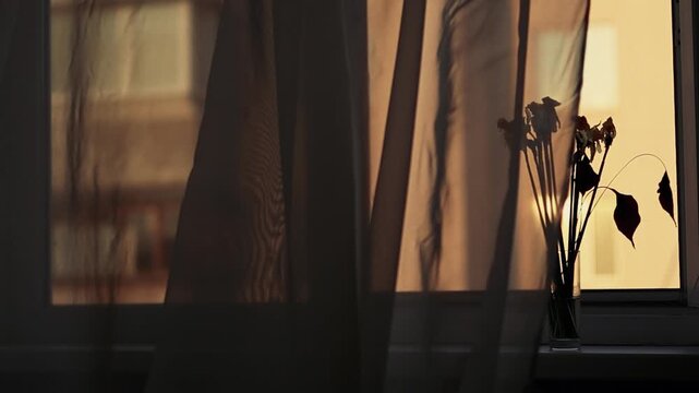 Windows with translucent tulle curtains, blown by the wind. Transparent white silk soft fabrics float in the sunset light 