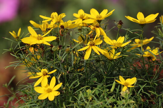 Yellow Whorled tickseed (Coreopsis verticillata) flowers blooming among fine thread-like green foliage in a sunny garden bed
