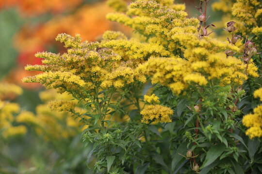 Yellow Goldenrod (Solidago cv. Dzintra) flowers in full bloom, featuring dense golden-yellow pyramidal panicles and green lanceolate leaves in a sunny garden