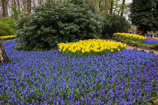  Yellow daffodils and blue muscari flowers blooming in the Keukenhof Garden in Lisse, Holland, Netherlands.