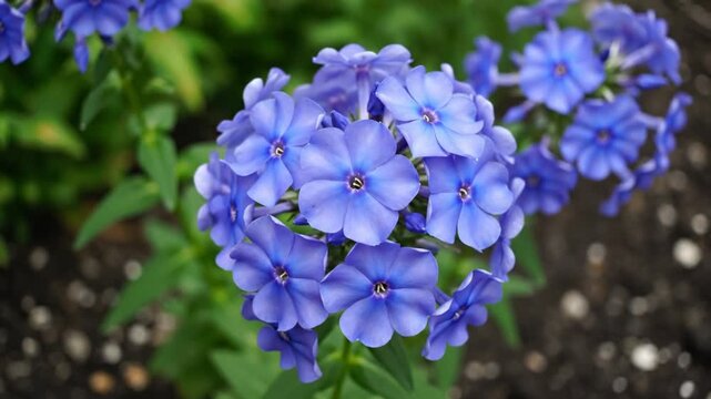 Close up view of vibrant cluster of blue phlox flowers blooming in a lush garden setting, with blurred green foliage in the background