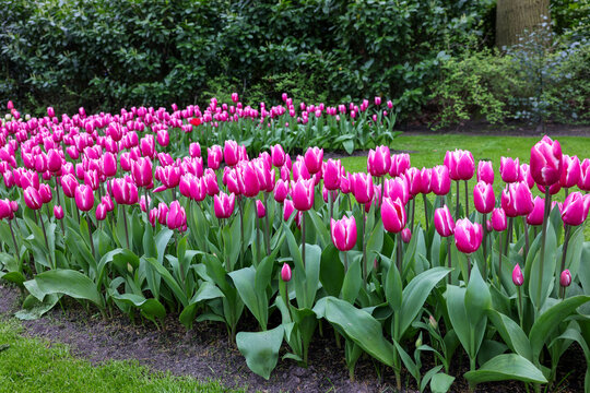 red tulips blooming in a garden