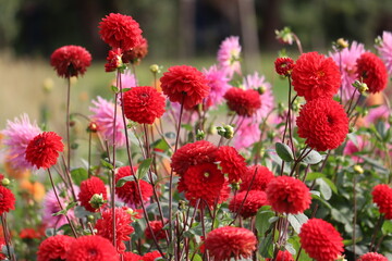 Red pompon Dahlia (Dahlia hortensis) flowers blooming in a large flowerbed in a public garden © kazakovmaksim