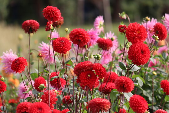 Red pompon Dahlia (Dahlia hortensis) flowers blooming in a large flowerbed in a public garden