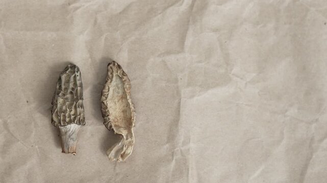 Person placing dried half morel on paper. Preparation and preservation of exclusive delicacy mushrooms for storage and further cooking. Dried delicacy mushrooms with copy space.