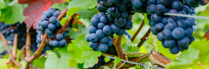 Fototapeta premium Grapes grow on vines in a vineyard during late summer in a sunny region