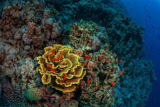 Vibrant yellow Turbinaria coral with schools of red anthias fish on a healthy reef in the Red Sea.
