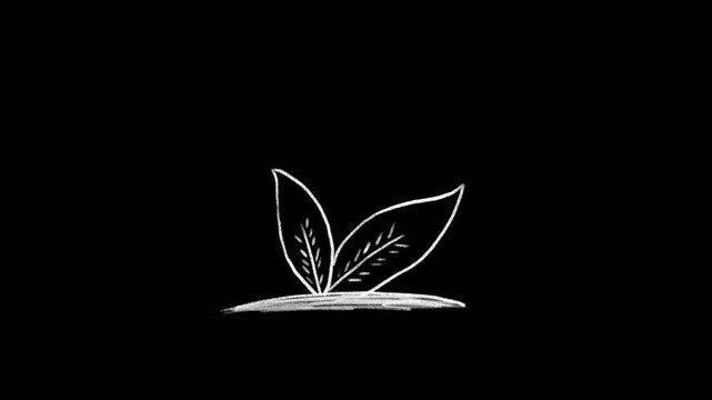 White sprout drawn with chalk, animation, transparent background