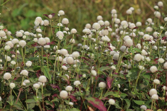 White Globe Amaranth (Gomphrena globosa) flowers blooming in a garden, showing round clover-like flower heads and dark green foliage with red tints under natural light