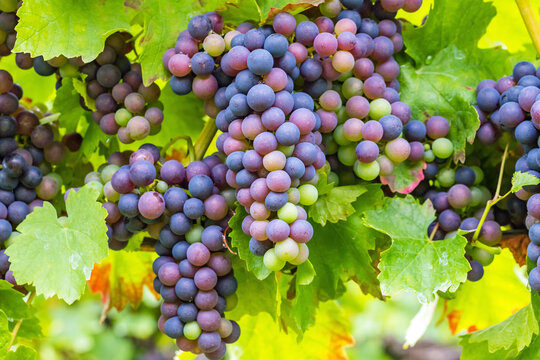 Grapes grow on vines in a vineyard during the summer season in a sunny location