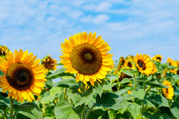 Obraz premium Bright sunflowers stand tall in a field under a clear blue sky during a sunny day in summer