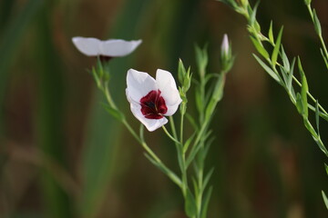Fototapeta premium White flax (Linum grandiflorum) flower with dark red center blooming in a summer garden with soft bokeh background