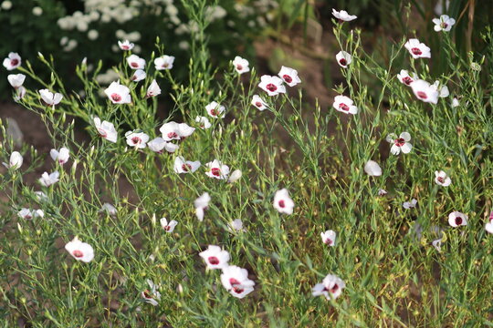 White flax (Linum grandiflorum) flowers with dark red centers blooming in a sunny summer garden