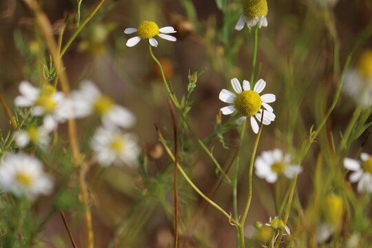 German chamomile (Matricaria chamomilla) flowers blooming in a summer garden with selective focus