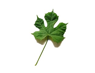 Fototapeta premium Fresh chaya leaf cnidoscolus aconitifolius tree spinach on white background
