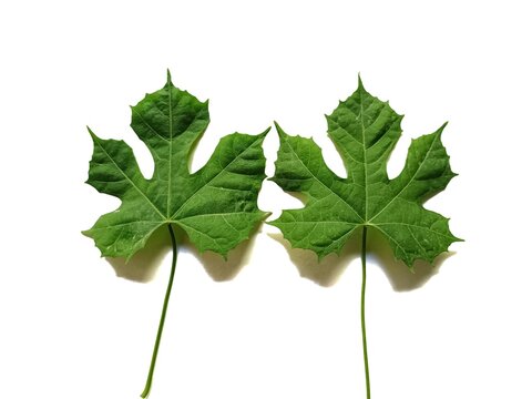 Two fresh chaya leaves cnidoscolus aconitifolius tree spinach on white background
