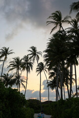 Fototapeta premium palm trees at sunset