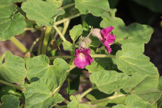 Devil's claw (Proboscidea louisianica) pink flowers blooming with large green leaves in a garden