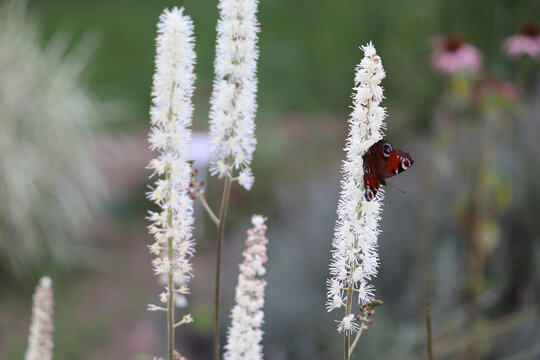 White flowers of black cohosh (Cimicifuga racemosa) with a peacock butterfly (Aglais io) in the summer garden