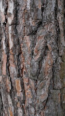 Fototapeta premium Tree bark close-up